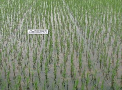 綿竹市富明種植專(zhuān)業(yè)合作社