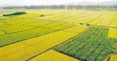 廣漢市三粒糧食種植專(zhuān)業(yè)合作社